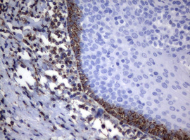 PIK3CD / PI3K Delta Antibody - IHC of paraffin-embedded Human tonsil using anti-PIK3CD mouse monoclonal antibody. (Heat-induced epitope retrieval by 1 mM EDTA in 10mM Tris, pH8.5, 120°C for 3min).