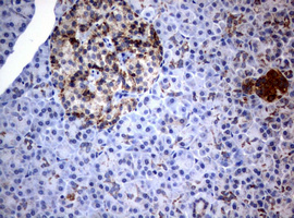 PIK3CD / PI3K Delta Antibody - IHC of paraffin-embedded Human pancreas tissue using anti-PIK3CD mouse monoclonal antibody. (Heat-induced epitope retrieval by 1 mM EDTA in 10mM Tris, pH8.5, 120°C for 3min).