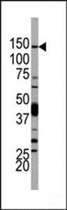 PIK3CD / PI3K Delta Antibody - Western blot of anti-PI3KCD Antibody antibody in 293 cell line lysates. PI3KCD Antibody (arrow) was detected using the purified antibody.