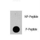 PIK3CD / PI3K Delta Antibody - Dot blot of anti-PIK3CD-pY524 Phospho-specific antibody (RB13317) on nitrocellulose membrane. 50ng of Phospho-peptide or Non Phospho-peptide per dot were adsorbed. Antibody working concentrations are 0.5ug per ml.