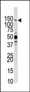 PIK3CG / PI3K Gamma Antibody - Western blot of anti-PI3CKG Antibody antibody in HeLa cell line lysates (35 ug/lane). PI3CKG (arrow) was detected using the purified antibody.