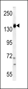 PIK3CG / PI3K Gamma Antibody - Western blot of PI3KCG Antibody in K562 cell line lysates (35 ug/lane). PI3KCG (arrow) was detected using the purified antibody.