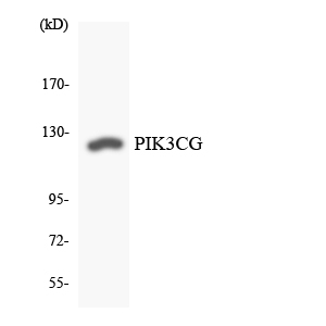 PIK3CG / PI3K Gamma Antibody - Western blot analysis of the lysates from Jurkat cells using PIK3CG antibody.