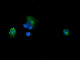 PIK3CG / PI3K Gamma Antibody - Anti-PIK3CG mouse monoclonal antibody immunofluorescent staining of COS7 cells transiently transfected by pCMV6-ENTRY PIK3CG.