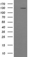 PIK3CG / PI3K Gamma Antibody - HEK293T cells were transfected with the pCMV6-ENTRY control (Left lane) or pCMV6-ENTRY PIK3CG (Right lane) cDNA for 48 hrs and lysed. Equivalent amounts of cell lysates (5 ug per lane) were separated by SDS-PAGE and immunoblotted with anti-PIK3CG.