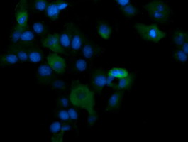 PIK3CG / PI3K Gamma Antibody - Anti-PIK3CG mouse monoclonal antibody immunofluorescent staining of COS7 cells transiently transfected by pCMV6-ENTRY PIK3CG.