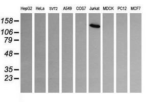 PIK3CG / PI3K Gamma Antibody - Western blot of extracts (35 ug) from 9 different cell lines by using g anti-PIK3CG monoclonal antibody (HepG2: human; HeLa: human; SVT2: mouse; A549: human; COS7: monkey; Jurkat: human; MDCK: canine; PC12: rat; MCF7: human).