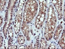 PIK3CG / PI3K Gamma Antibody - IHC of paraffin-embedded Human Kidney tissue using anti-PIK3CG mouse monoclonal antibody.