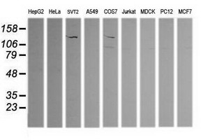 PIK3CG / PI3K Gamma Antibody - Western blot of extracts (35 ug) from 9 different cell lines by using g anti-PIK3CG monoclonal antibody (HepG2: human; HeLa: human; SVT2: mouse; A549: human; COS7: monkey; Jurkat: human; MDCK: canine; PC12: rat; MCF7: human).