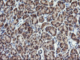 PIK3CG / PI3K Gamma Antibody - IHC of paraffin-embedded Human pancreas tissue using anti-PIK3CG mouse monoclonal antibody.