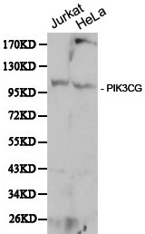 PIK3CG / PI3K Gamma Antibody - Western blot of PI3 Kinase p110 gamma (PIK3CG) pAb in extracts from Jurkat and Hela cells.