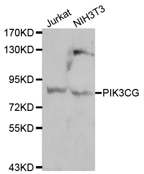 PIK3CG / PI3K Gamma Antibody - Western blot analysis of Jurkat and HeLa cell lines, using PIK3CG antibody.