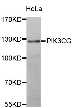 PIK3CG / PI3K Gamma Antibody - Western blot analysis of extracts of HeLa cells.