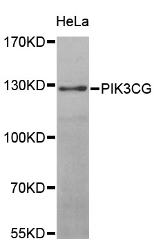 PIK3CG / PI3K Gamma Antibody - Western blot analysis of extracts of HeLa cells, using PIK3CG antibody at 1:1000 dilution. The secondary antibody used was an HRP Goat Anti-Rabbit IgG (H+L) at 1:10000 dilution. Lysates were loaded 25ug per lane and 3% nonfat dry milk in TBST was used for blocking. An ECL Kit was used for detection and the exposure time was 90s.