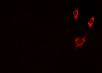 PIK3CG / PI3K Gamma Antibody - Staining NIH-3T3 cells by IF/ICC. The samples were fixed with PFA and permeabilized in 0.1% Triton X-100, then blocked in 10% serum for 45 min at 25°C. The primary antibody was diluted at 1:200 and incubated with the sample for 1 hour at 37°C. An Alexa Fluor 594 conjugated goat anti-rabbit IgG (H+L) antibody, diluted at 1/600, was used as secondary antibody.