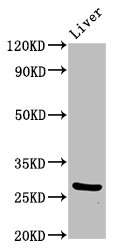 PIK3IP1 / HGFL Antibody - Positive Western Blot detected in Mouse liver tissue. All lanes: PIK3IP1 antibody at 7 µg/ml Secondary Goat polyclonal to rabbit IgG at 1/50000 dilution. Predicted band size: 29, 26, 12, 19, 20 KDa. Observed band size: 29 KDa