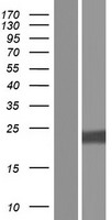 PIK3IP1 / HGFL Protein - Western validation with an anti-DDK antibody * L: Control HEK293 lysate R: Over-expression lysate