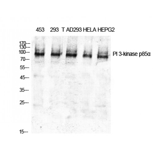PIK3R1 / p85 Alpha Antibody - Western blot of PI 3-kinase p85alpha antibody