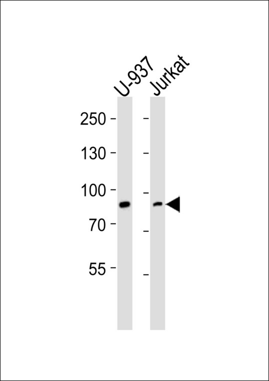 PIK3R1 / p85 Alpha Antibody - Western blot of lysates from U-937, Jurkat cell line (from left to right) with PIK3R1/2 Antibody. Antibody was diluted at 1:1000 at each lane. A goat anti-rabbit IgG H&L (HRP) at 1:5000 dilution was used as the secondary antibody. Lysates at 35 ug per lane.