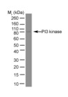 PIK3R1 / p85 Alpha Antibody - Jurkat Whole Cell lysate probed with Mouse anti PI-3 Kinase p85 Alpha subunit.