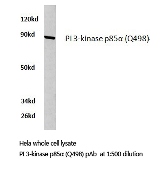 PIK3R1 / p85 Alpha Antibody - Western blot of PI 3-kinase p85 (Q498) pAb in extracts from HeLa cells.