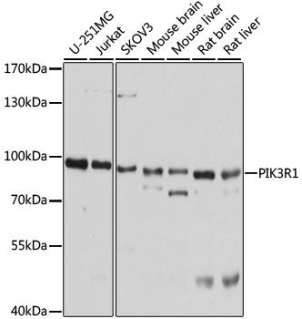 PIK3R1 / p85 Alpha Antibody - Western blot analysis of extracts of various cell lines, using PIK3R1 antibody at 1:1000 dilution. The secondary antibody used was an HRP Goat Anti-Rabbit IgG (H+L) at 1:10000 dilution. Lysates were loaded 25ug per lane and 3% nonfat dry milk in TBST was used for blocking. An ECL Kit was used for detection and the exposure time was 5s.