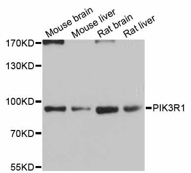 PIK3R1 / p85 Alpha Antibody - Western blot analysis of extracts of various cell lines, using PIK3R1 antibody at 1:1000 dilution. The secondary antibody used was an HRP Goat Anti-Rabbit IgG (H+L) at 1:10000 dilution. Lysates were loaded 25ug per lane and 3% nonfat dry milk in TBST was used for blocking. An ECL Kit was used for detection and the exposure time was 10s.
