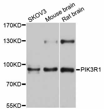PIK3R1 / p85 Alpha Antibody - Western blot analysis of extracts of various cell lines, using PIK3R1 antibody at 1:1000 dilution. The secondary antibody used was an HRP Goat Anti-Rabbit IgG (H+L) at 1:10000 dilution. Lysates were loaded 25ug per lane and 3% nonfat dry milk in TBST was used for blocking. An ECL Kit was used for detection and the exposure time was 5s.