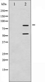 PIK3R1 / p85 Alpha Antibody - Western blot analysis of PI3 kinase p85-alpha/gamma expression in H2O2 treated COS7 whole cells lysates. The lane on the left is treated with the antigen-specific peptide.