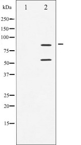 PIK3R1 / p85 Alpha Antibody - Western blot analysis of PI3 kinase p85-alpha/gamma phosphorylation expression in H2O2 treated COS7 whole cells lysates. The lane on the left is treated with the antigen-specific peptide.
