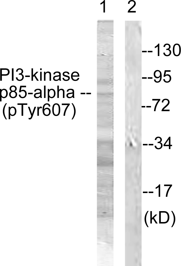 PIK3R1 / p85 Alpha Antibody - Western blot analysis of lysates from rat kidney, using PI3-kinase p85-alpha (Phospho-Tyr607) Antibody. The lane on the right is blocked with the phospho peptide.