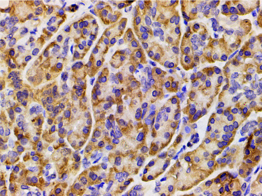 PIK3R1 / p85 Alpha Antibody - 1:200 staining human duodenum tissue by IHC-P. The tissue was formaldehyde fixed and a heat mediated antigen retrieval step in citrate buffer was performed. The tissue was then blocked and incubated with the antibody for 1.5 hours at 22°C. An HRP conjugated goat anti-rabbit antibody was used as the secondary.