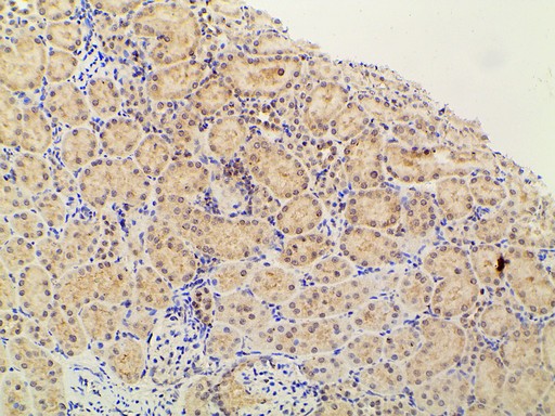 PIK3R1 / p85 Alpha Antibody - 1:100 staining rat kidney tissue by IHC-P. The tissue was formaldehyde fixed and a heat mediated antigen retrieval step in citrate buffer was performed. The tissue was then blocked and incubated with the antibody for 1.5 hours at 22°C. An HRP conjugated goat anti-rabbit antibody was used as the secondary.