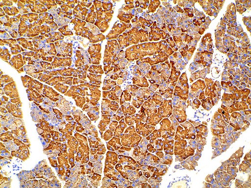 PIK3R1 / p85 Alpha Antibody - 1:100 staining mouse pancreas tissue by IHC-P. The tissue was formaldehyde fixed and a heat mediated antigen retrieval step in citrate buffer was performed. The tissue was then blocked and incubated with the antibody for 1.5 hours at 22°C. An HRP conjugated goat anti-rabbit antibody was used as the secondary.