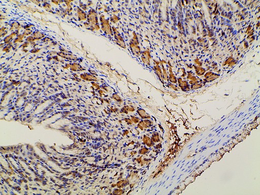 PIK3R1 / p85 Alpha Antibody - 1:100 staining mouse gastric tissue by IHC-P. The tissue was formaldehyde fixed and a heat mediated antigen retrieval step in citrate buffer was performed. The tissue was then blocked and incubated with the antibody for 1.5 hours at 22°C. An HRP conjugated goat anti-rabbit antibody was used as the secondary.