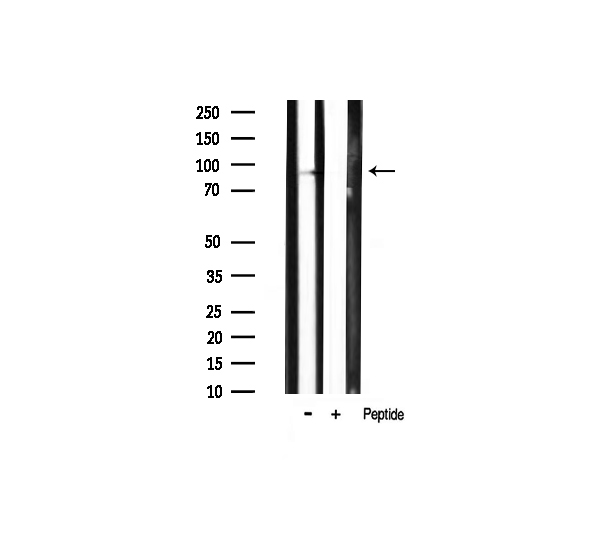 PIK3R1 / p85 Alpha Antibody - Western blot analysis of Phospho-PI3K p85 alpha (Tyr607) expression in mouse heart tissue lysate