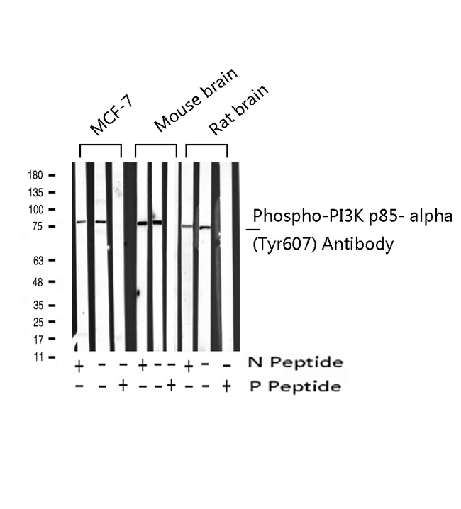 PIK3R1 / p85 Alpha Antibody - Western blot analysis of Phospho-PI3K p85 alpha (Tyr607) expression in various lysates