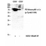 PIK3R1/PIK3R3 Antibody - Western blot of Phospho-PI 3-kinase p85/p55 (Y467/199) antibody