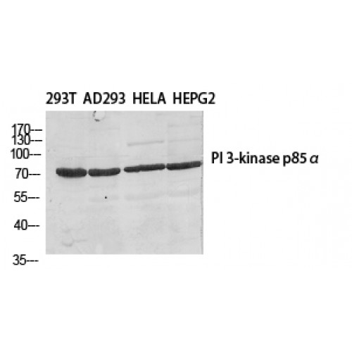 PIK3R2 / p85 Beta Antibody - Western blot of PI 3-kinase p85beta antibody