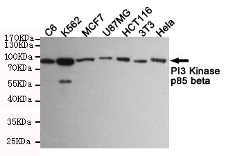 PIK3R2 / p85 Beta Antibody - Western blot detection of PI3 Kinase p85 beta in C6, K562, MCF7, U87MG, HCT116, 3T3 and HeLa cell lysates using PI3 Kinase p85 beta mouse monoclonal antibody (1:1000 dilution). Predicted band size: 85KDa. Observed band size:85KDa.