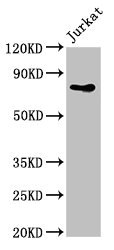 PIK3R2 / p85 Beta Antibody - Western Blot Positive WB detected in:Jurkat whole cell lysate All Lanes:PIK3R2 antibody at 4µg/ml Secondary Goat polyclonal to rabbit IgG at 1/50000 dilution Predicted band size: 82 KDa Observed band size: 82 KDa
