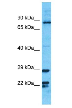 PIK3R3 / p85 Gamma Antibody - PIK3R3 / p85 Gamma antibody Western Blot of MCF7. Antibody dilution: 1 ug/ml.  This image was taken for the unconjugated form of this product. Other forms have not been tested.