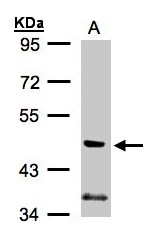 PIK3R3 / p85 Gamma Antibody - Sample (30g whole cell lysate). A: A431. 7.5% SDS PAGE. PIK3R3 / p85 gamma antibody diluted at 1:1000