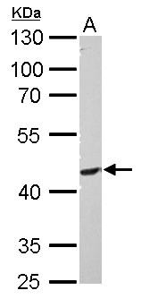 PIK3R3 / p85 Gamma Antibody - PIK3R3 antibody detects PIK3R3 protein by Western blot analysis. A. 30 ug PC-12 whole cell lysate/extract. 10 % SDS-PAGE. PIK3R3 antibody dilution:1:1000