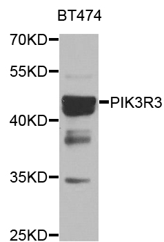 PIK3R3 / p85 Gamma Antibody - Western blot analysis of BT474 cell lines.