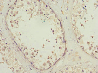 PIK3R3 / p85 Gamma Antibody - Immunohistochemistry of paraffin-embedded human testis tissue at dilution 1:100