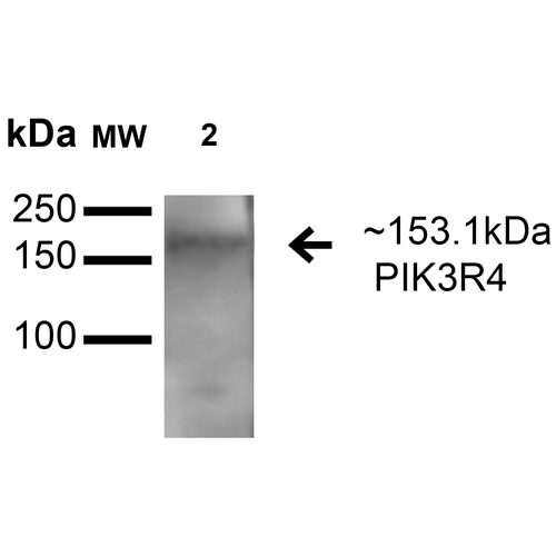 PIK3R4 Antibody - Western blot analysis of Rat Brain cell lysates showing detection of 153.1 kDa PIK3R4 protein using Rabbit Anti-PIK3R4 Polyclonal Antibody. Lane 1: Molecular Weight Ladder (MW). Lane 2: Rat Brain cell lysates. Load: 15 µg. Block: 5% Skim Milk in 1X TBST. Primary Antibody: Rabbit Anti-PIK3R4 Polyclonal Antibody  at 1:1000 for 1 hour at RT. Secondary Antibody: Goat Anti-Rabbit HRP at 1:2000 for 60 min at RT. Color Development: ECL solution for 6 min in RT. Predicted/Observed Size: 153.1 kDa.
