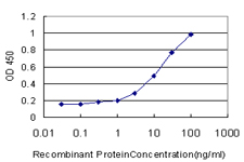 PIK3R4 Antibody - Detection limit for recombinant GST tagged PIK3R4 is approximately 0.3 ng/ml as a capture antibody.