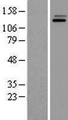 PIK3R4 Protein - Western validation with an anti-DDK antibody * L: Control HEK293 lysate R: Over-expression lysate