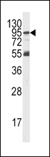 PIK3R5 Antibody - Western blot of PI3KR5 Antibody antibody in K562 cell line lysates (35 ug/lane). PI3KR5(arrow) was detected using the purified polyclonal antibody.
